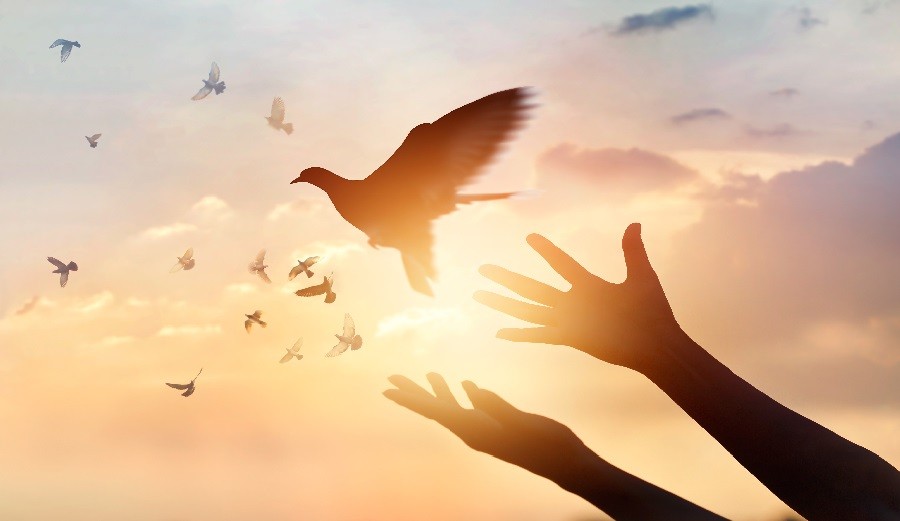¡Pajaritos a volar! - Cómo dar el alta a un paciente en análisis